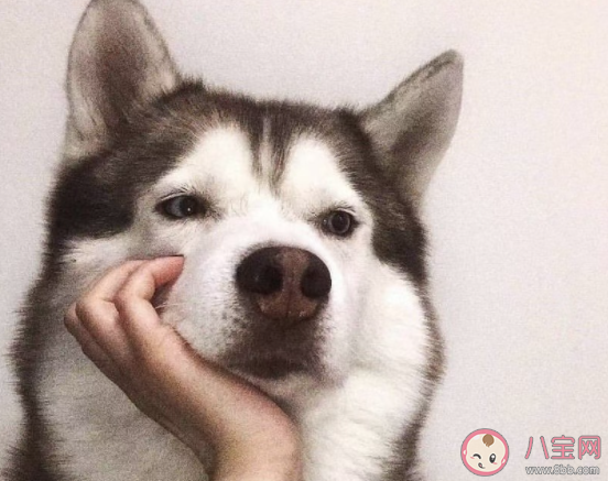 汪峰新歌《飛鳥(niǎo)》歌詞是什么 《飛鳥(niǎo)》完整版歌詞在線聽(tīng)歌