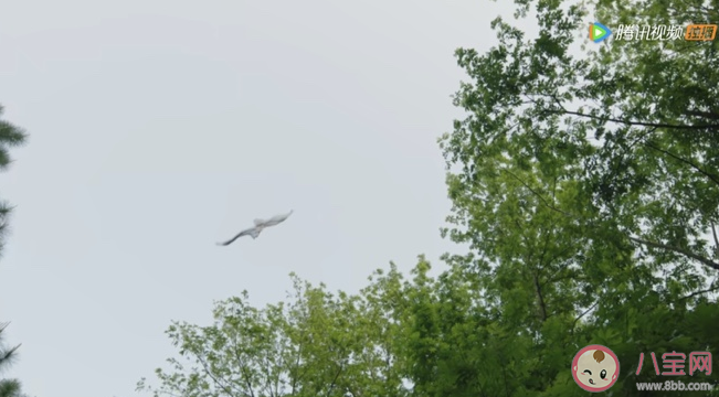 《且試天下》蒼一是什么鳥 豐蘭息養那么多鷹干什么