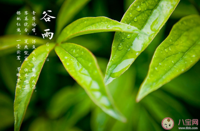 谷雨節(jié)氣由來是什么 谷雨節(jié)氣有哪些習俗