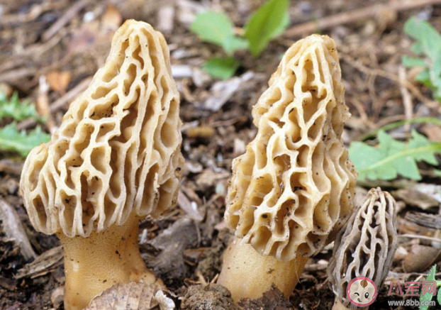 野生菌營養價值更高嗎 撿野生菌要注意什么