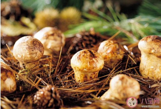 野生菌營養價值更高嗎 撿野生菌要注意什么