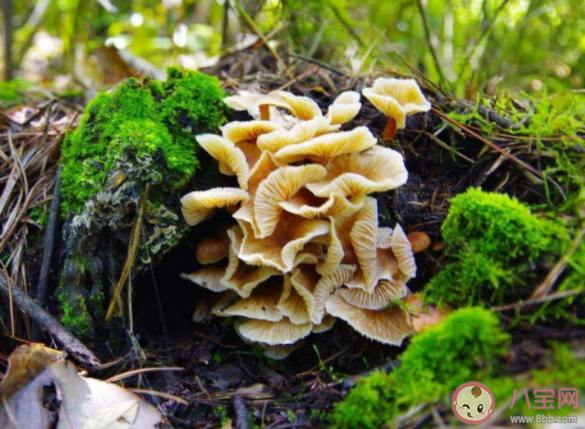 野生菌營養價值更高嗎 撿野生菌要注意什么