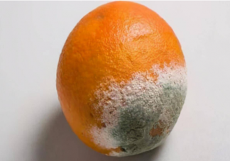 經常吃霉變水果真的會致癌嗎 壞掉的水果能切掉吃嗎