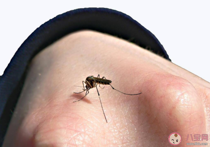 真的有招蚊體質嗎 招蚊體質有什么特征