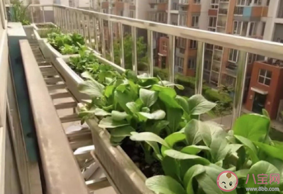 專家稱隔離期種菜是很好的心理支點(diǎn) 隔離的時(shí)候可以做些什么事 專家稱隔離期種菜是很好的心理支點(diǎn) 隔離的時(shí)候可以做些什么事