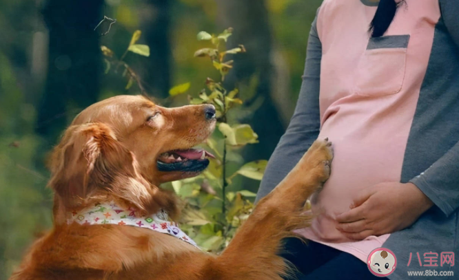養寵物與懷孕真的不可兼得嗎 要做對哪些事情