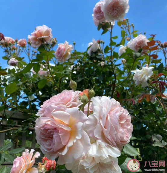 如何判斷對方是否適合結婚 找另一半要看重什么 如何判斷對方是否適合結婚 找另一半要看重什么