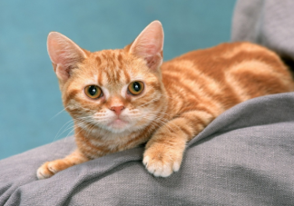 十二生肖為何有鼠沒貓 老鼠為什么排在最前面