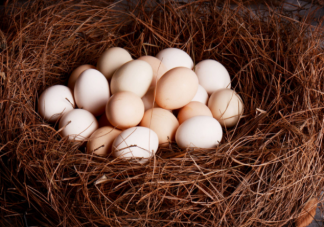 孩子吃土雞蛋比吃普通雞蛋營養更好嗎 怎么分辨真假土雞蛋