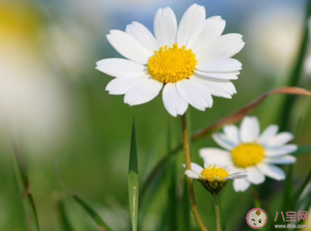 婉拒了哈是什么梗 該如何婉拒別人