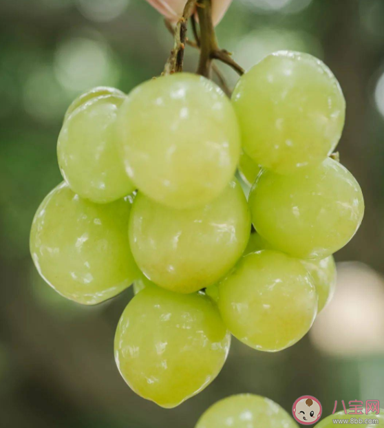 青提有哪些功效與作用 哪些人不宜吃青提