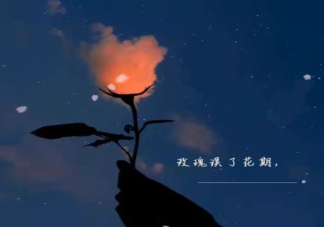 玫瑰誤了花期下一句文案合集 玫瑰誤了花期浪漫傷感文案