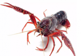 買小龍蝦選青殼還是紅殼有什么不同 怎么買新鮮的小龍蝦