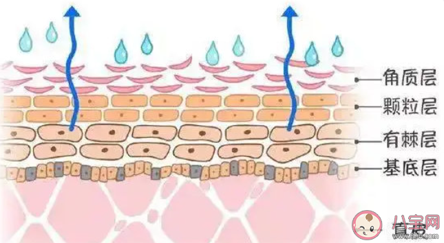 如何判斷肌膚屏障是否受損 皮膚屏障受損該怎么辦
