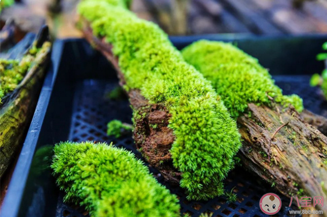 苔蘚真的能吃嗎 要不要吃苔蘚