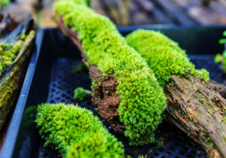 苔蘚真的能吃嗎 要不要吃苔蘚