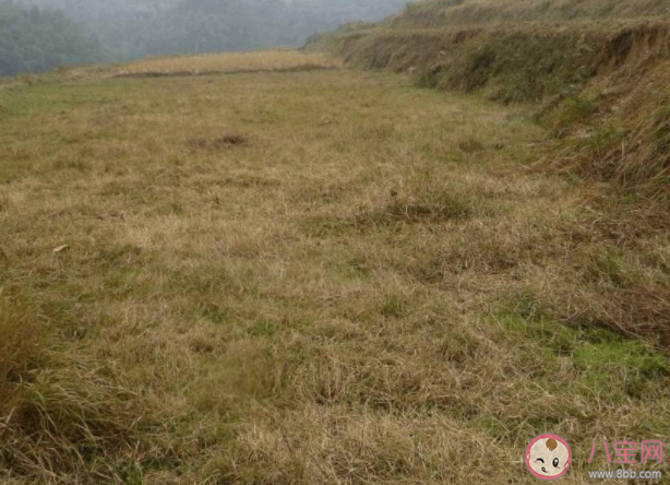古代燒荒是怎么回事 燒荒真的可以增加土地肥力嗎