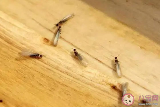 家中飛入白蟻該怎么辦 室內發現白蟻怎么治