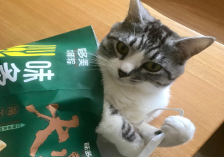 為啥這屆年輕人都那么喜歡寵物 養(yǎng)貓好還是養(yǎng)狗好