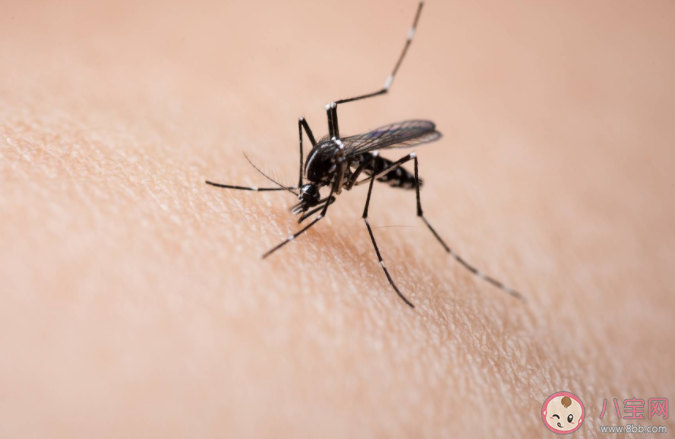 蚊子叮人也挑時間嗎 為什么在黑夜也能找到人