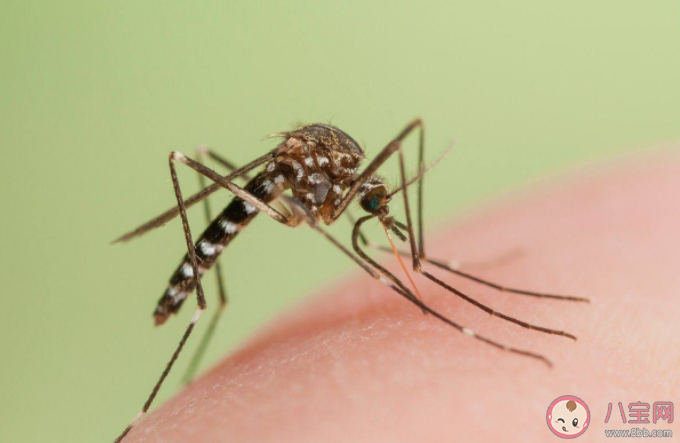 蚊子叮人也挑時間嗎 為什么在黑夜也能找到人
