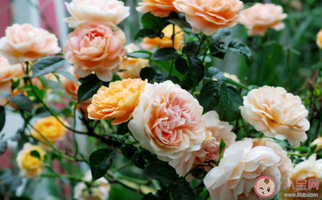 反復試探一份感情什么體驗 要在感情中反復試探嗎 反復試探一份感情什么體驗 要在感情中反復試探嗎