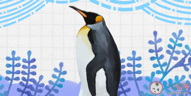 海洋之舟是以下哪種動物的別稱 螞蟻莊園6月8日答案最新