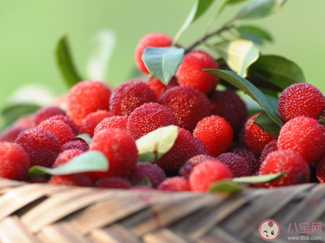怎么去除楊梅里的蟲子 楊梅的營養價值有哪些 怎么去除楊梅里的蟲子 楊梅的營養價值有哪些