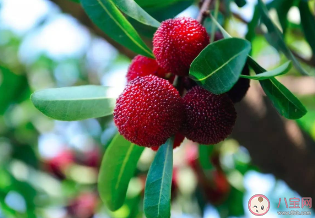 怎么去除楊梅里的蟲子 楊梅的營養價值有哪些 怎么去除楊梅里的蟲子 楊梅的營養價值有哪些