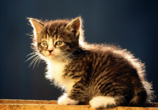 貓能聽懂自己的名字嗎 怎么訓練貓咪