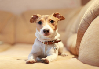 寵物托運回國要哪些手續證明 辦理寵物托運你需要知道的幾點