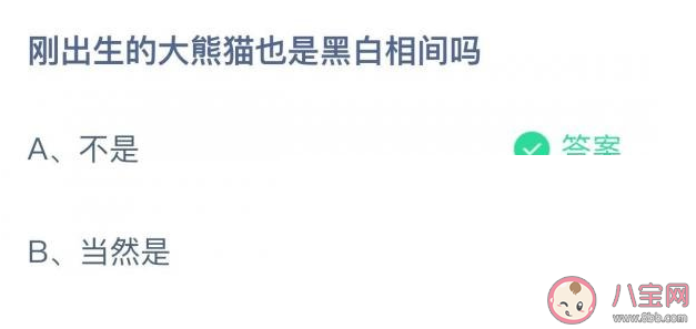 螞蟻莊園剛出生的大熊貓是黑白相間嗎 ?6月16日答案