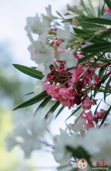 夾竹桃毒性有多大 夾竹桃有毒為什么要種植 夾竹桃毒性有多大 夾竹桃有毒為什么要種植