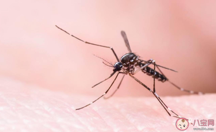 蚊子吸血時不能拍打嗎 全方位防蚊攻略指南