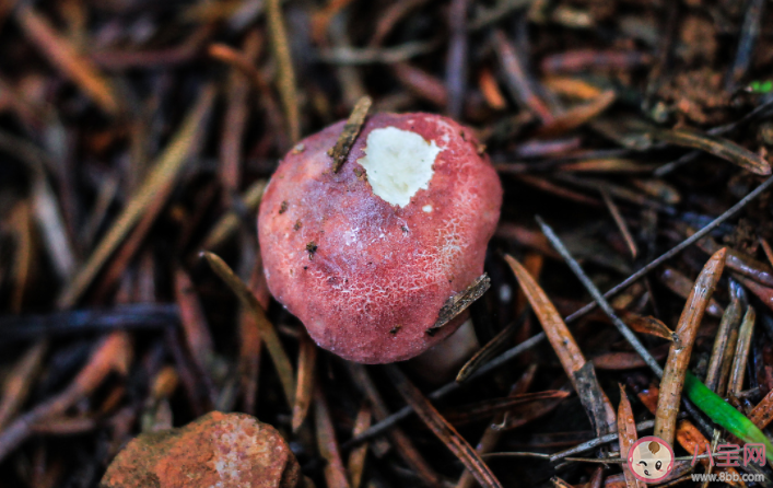 無毒野生菌能人工栽培嗎 毒蘑菇的8大認知誤區