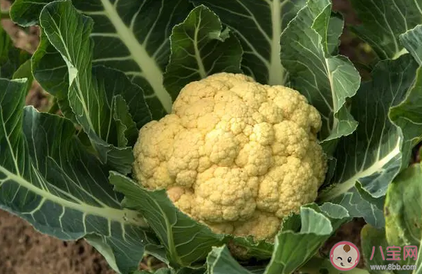 人們平時吃的花椰菜主要食用的是它的哪個部分 螞蟻莊園6月22日答案介紹 人們平時吃的花椰菜主要食用的是它的哪個部分 螞蟻莊園6月22日答案介紹