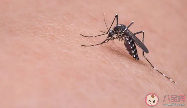 螞蟻莊園是不是住高層就沒有蚊子了 小課堂6月24日答案最新 螞蟻莊園是不是住高層就沒有蚊子了 小課堂6月24日答案最新