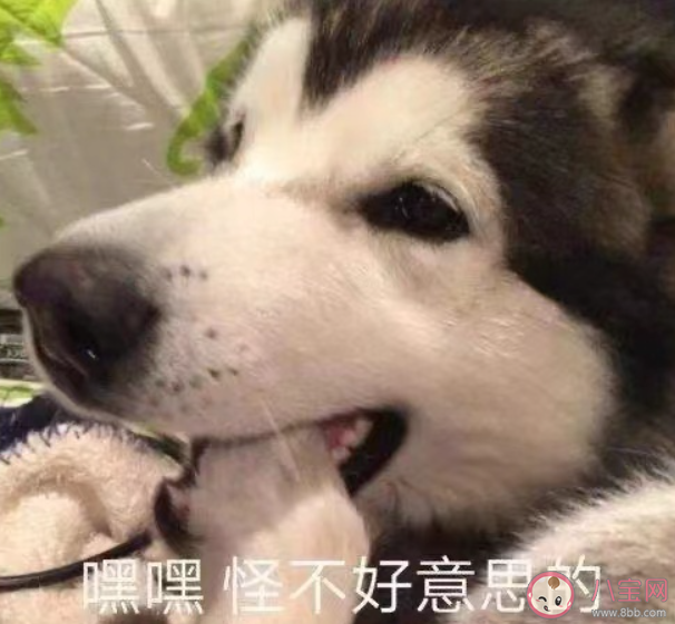 社交軟件越多越孤獨(dú)是什么原因 為什么會(huì)感覺(jué)到孤獨(dú)