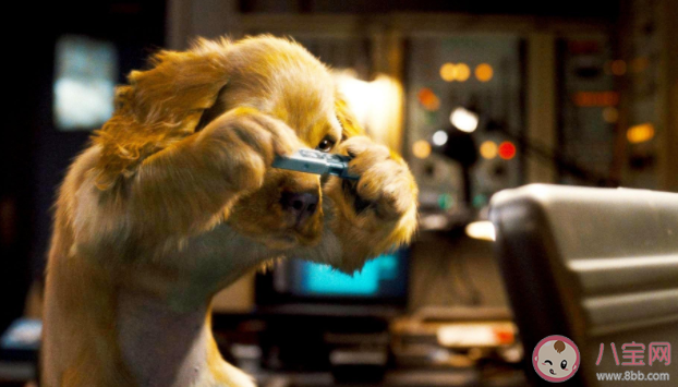 家里的小貓小狗能辨認出鏡子里的自己嗎 螞蟻莊園6月25日答案 家里的小貓小狗能辨認出鏡子里的自己嗎 螞蟻莊園6月25日答案