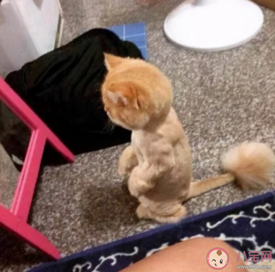 家里的小貓小狗能辨認出鏡子里的自己嗎 螞蟻莊園6月25日答案 家里的小貓小狗能辨認出鏡子里的自己嗎 螞蟻莊園6月25日答案