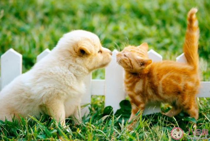 猜一猜小貓小狗能辨認出鏡子里的自己嗎 螞蟻莊園6月25日答案 猜一猜小貓小狗能辨認出鏡子里的自己嗎 螞蟻莊園6月25日答案