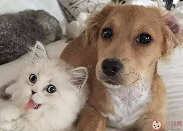 猜一猜小貓小狗能辨認出鏡子里的自己嗎 螞蟻莊園6月25日答案 猜一猜小貓小狗能辨認出鏡子里的自己嗎 螞蟻莊園6月25日答案