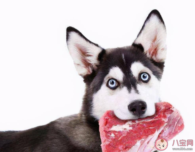 寵物貓狗可以吃生肉嗎 給寵物吃生肉要注意什么 寵物貓狗可以吃生肉嗎 給寵物吃生肉要注意什么