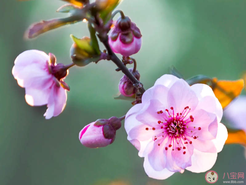 我們的愛就像秋葉等不到花開是什么歌 《等不來花開》完整版歌詞在線聽歌 我們的愛就像秋葉等不到花開是什么歌 《等不來花開》完整版歌詞在線聽歌