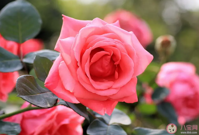 我們的愛就像秋葉等不到花開是什么歌 《等不來花開》完整版歌詞在線聽歌 我們的愛就像秋葉等不到花開是什么歌 《等不來花開》完整版歌詞在線聽歌