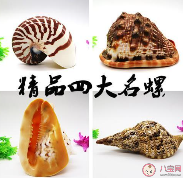 以下哪種螺千萬不要吃 螞蟻莊園7月2日答案