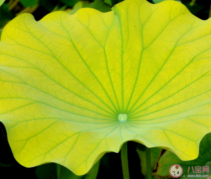 荷葉滴水不沾主要是因為它的表面有什么 螞蟻莊園7月2日正確答案