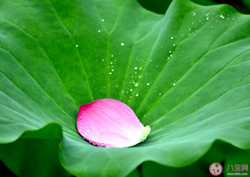 荷葉之所以滴水不沾是因為它的表面 螞蟻莊園7月2日答案介紹