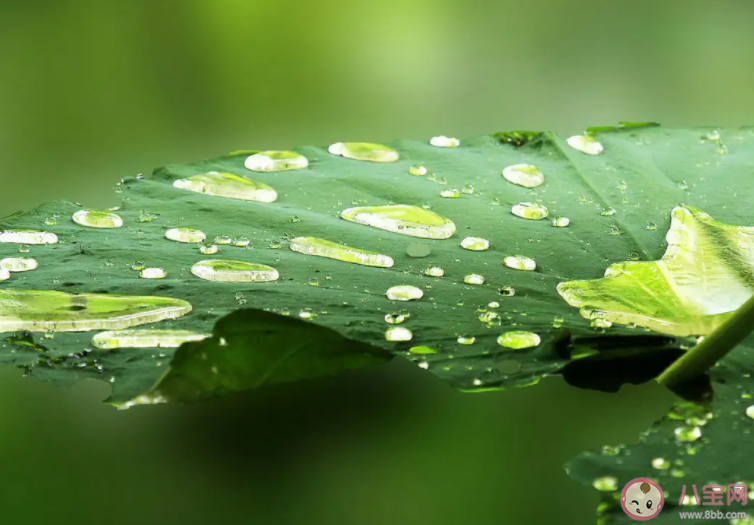 荷葉之所以滴水不沾是因為它的表面 螞蟻莊園7月2日答案介紹