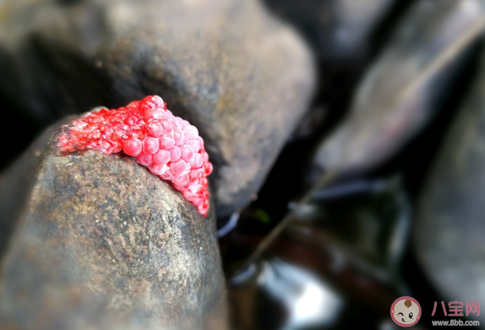 螞蟻莊園織紋螺和椰子螺哪種螺千萬不要吃 7月2日答案解析